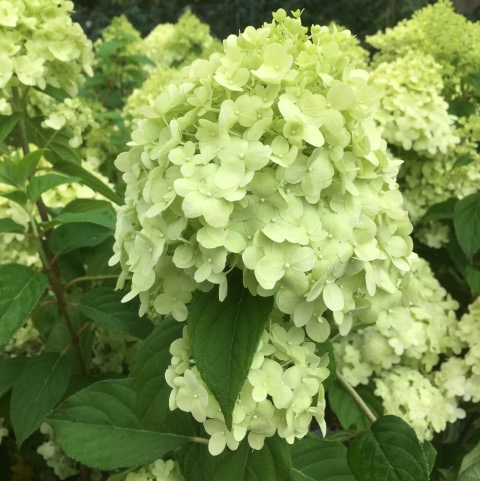 Hydrangea paniculata kopen Kalmthout